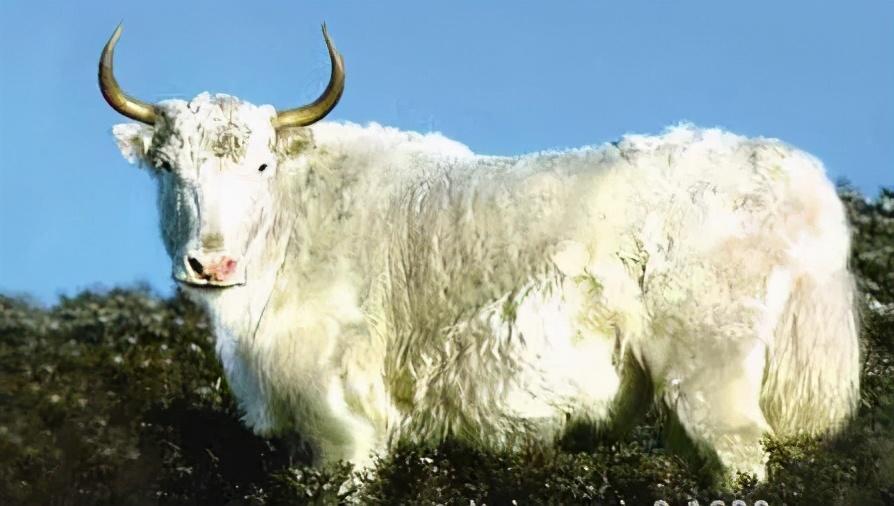 驯化的白牦牛,抗寒耐饥,即使在零下20多度冰川雪原