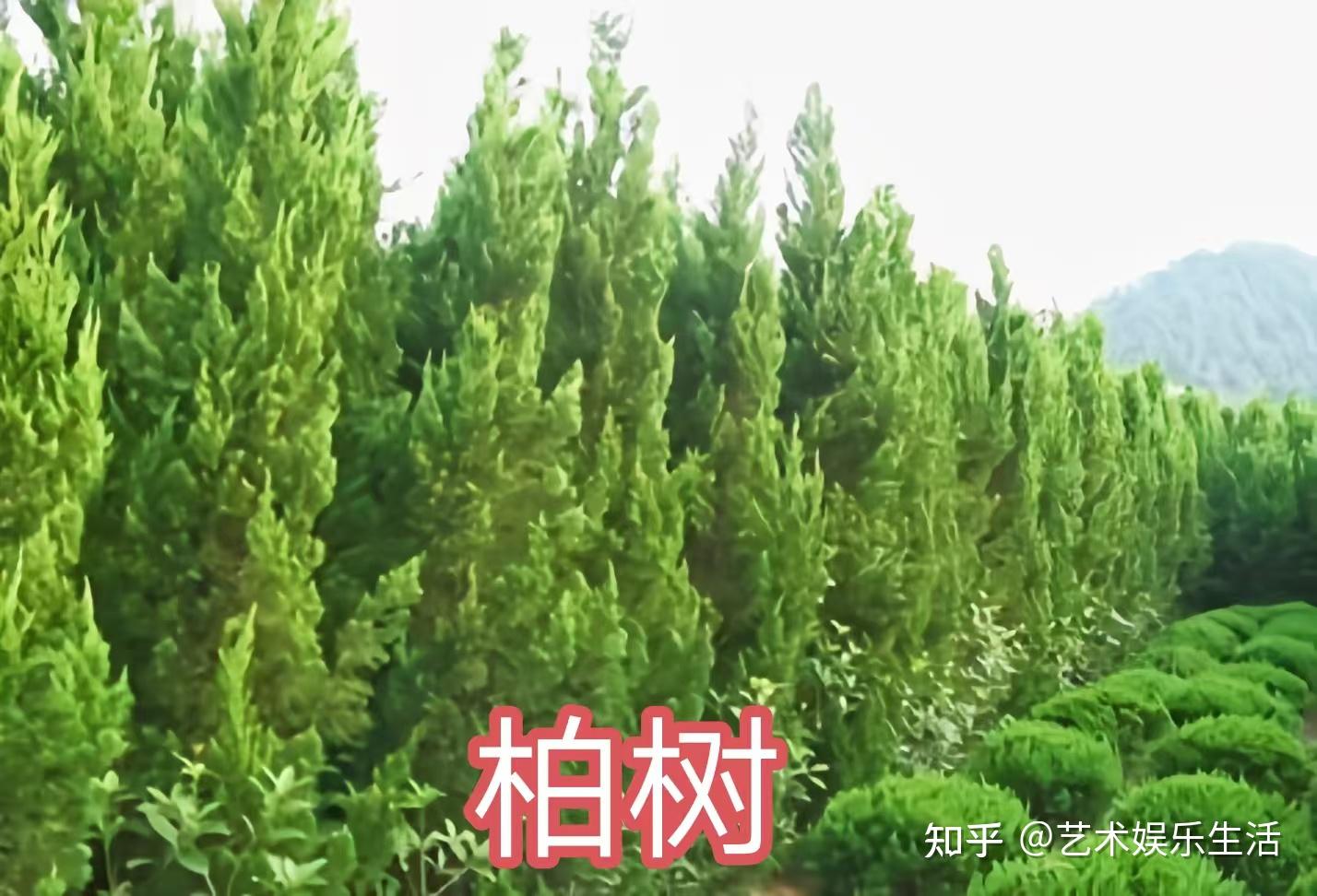 68种柏科植物,园林栽培的常用树种 - 知乎