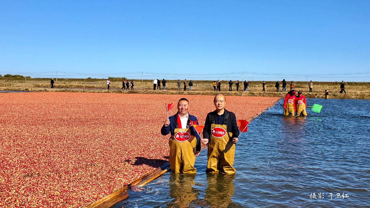 蔓越莓奇观闪耀东极中国蔓越莓迎来丰收元年