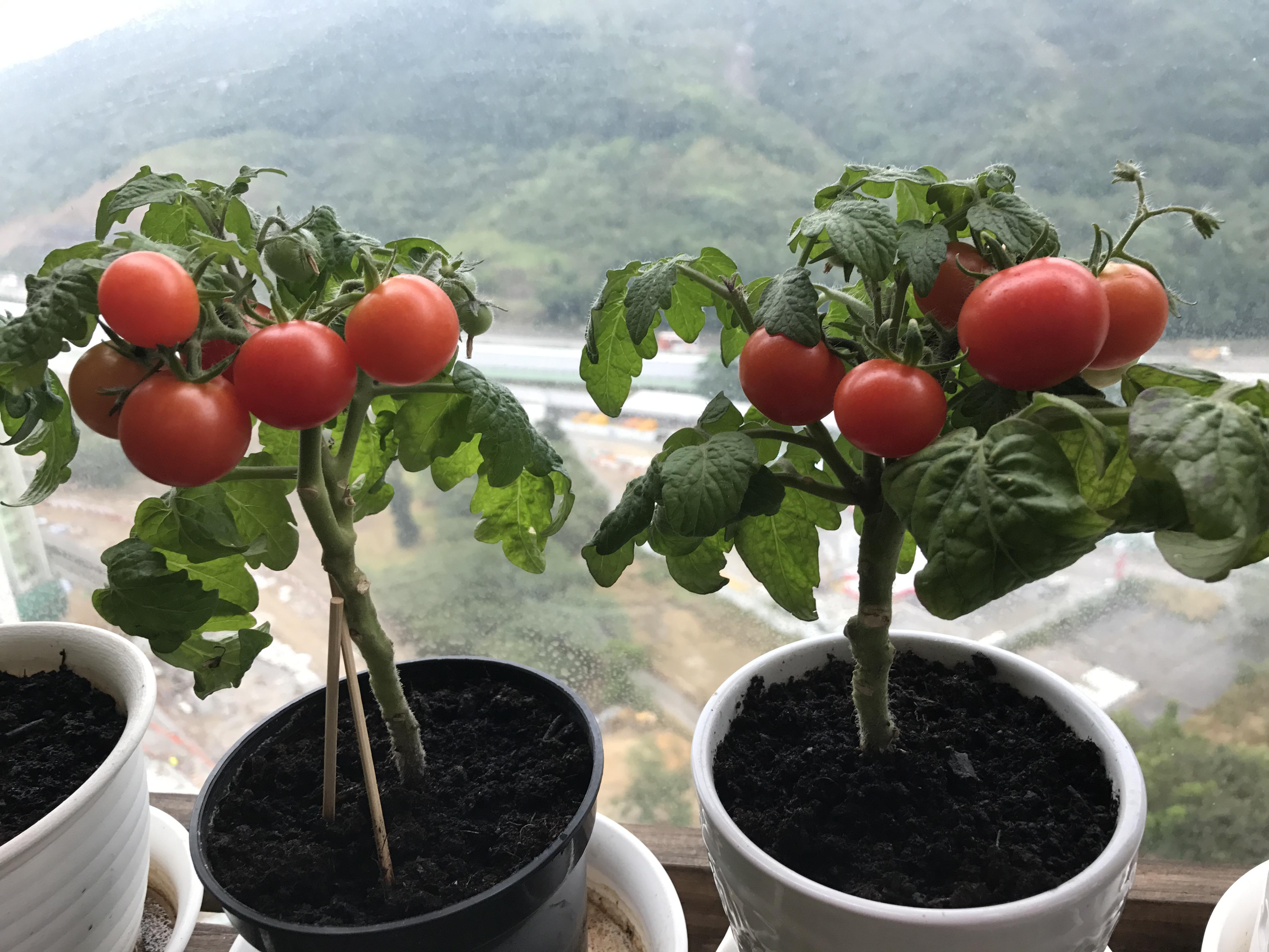 四季播种番茄圣女果小番茄苗 阳台西红柿盆栽 蔬菜千禧小西红柿苗-阿里巴巴