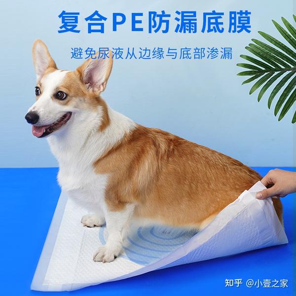 如何引导狗狗养成良好的排便习惯? - 知乎