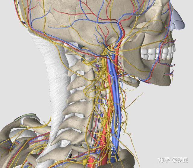 交感神经节位置图片