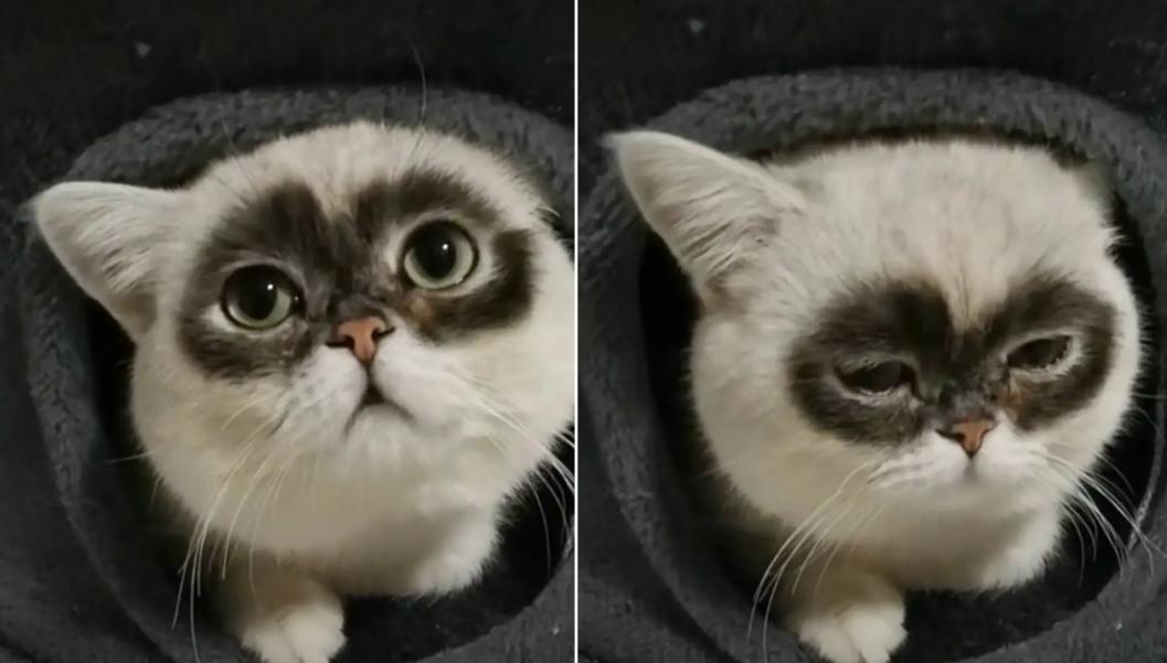 全世界最丑的猫都在这了，笑到飙泪！！！ - 知乎