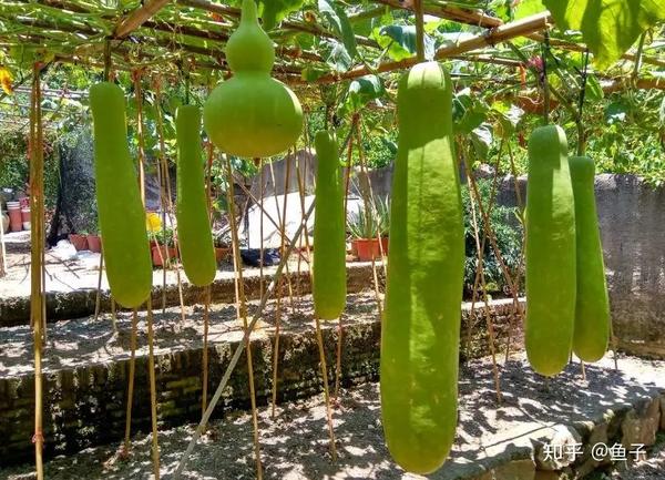 葫芦的分类以及文化鉴赏 - 知乎