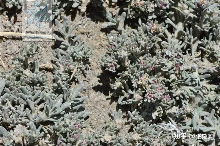华北也有大漠风情节气物种日历寒露61华北驼绒藜