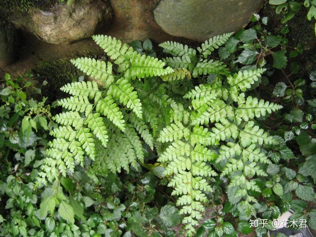 蕨類植物鳳尾蕨的鑑賞與栽培養護