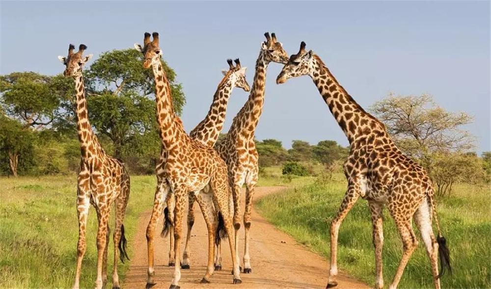 非洲发现两头长颈鹿,抱一起秀恩爱,头上长5角,可能是麒麟原型