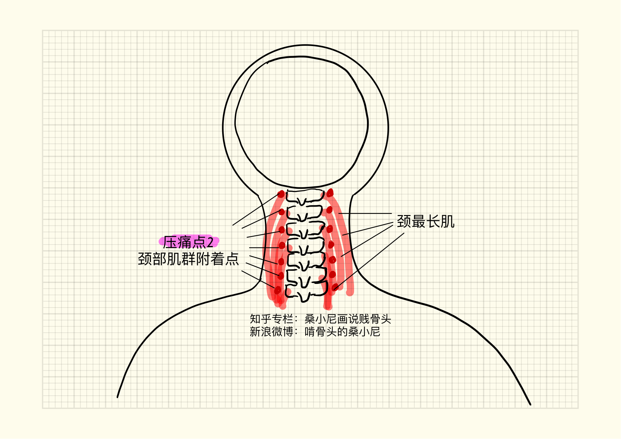 7.颈椎的形态-基础医学-医学