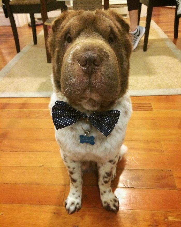 仿佛是熊和狗的混合体这只苦大仇深的沙皮狗子丑萌丑萌的67