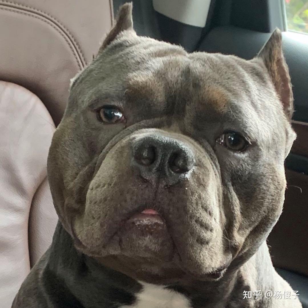 狗狗生气是什么样的