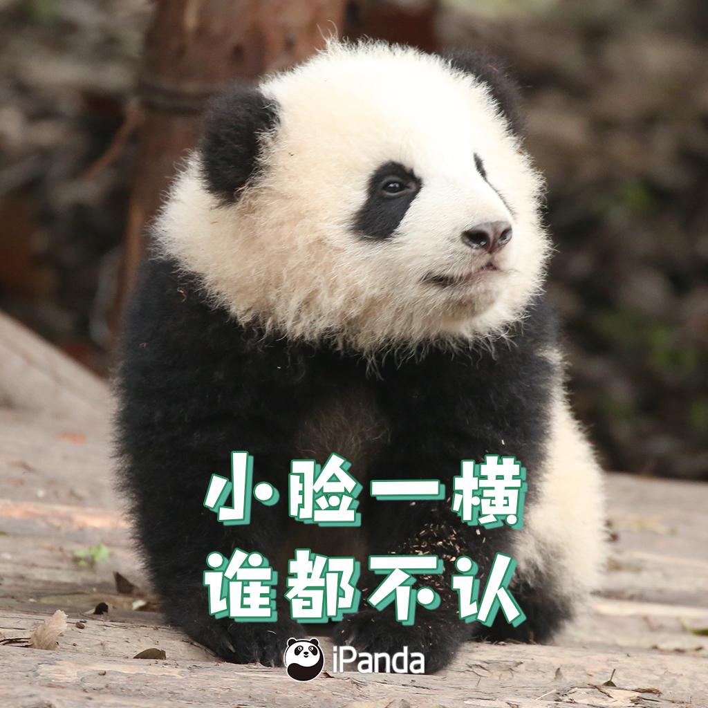 【大熊猫可爱】可可呀，你怎么现在连妹妹也粘啦? - 哔哩哔哩