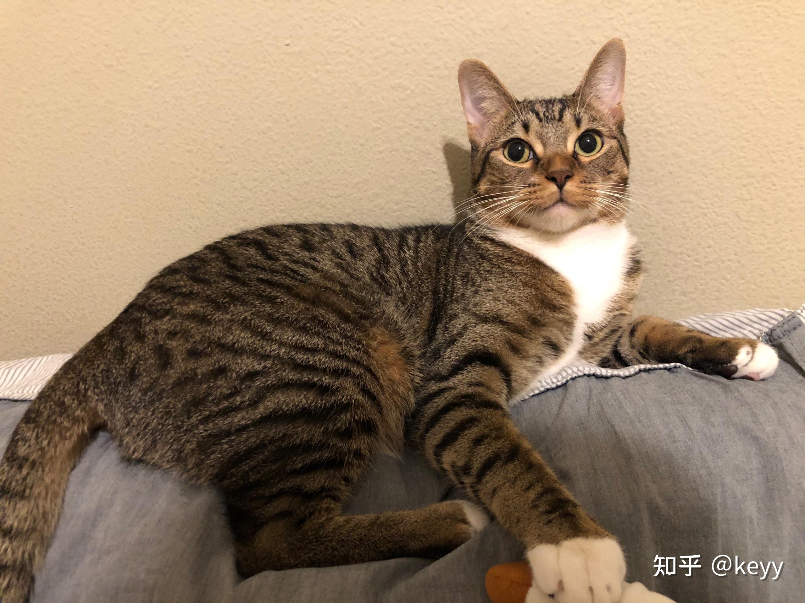 白餐巾白手套的狸花猫能有多漂亮? - 知乎