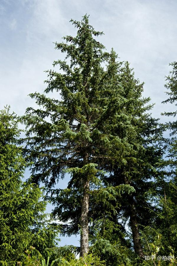 "松杉"组词常写,"柏杉"组词却极少写,杉和松,比之于杉