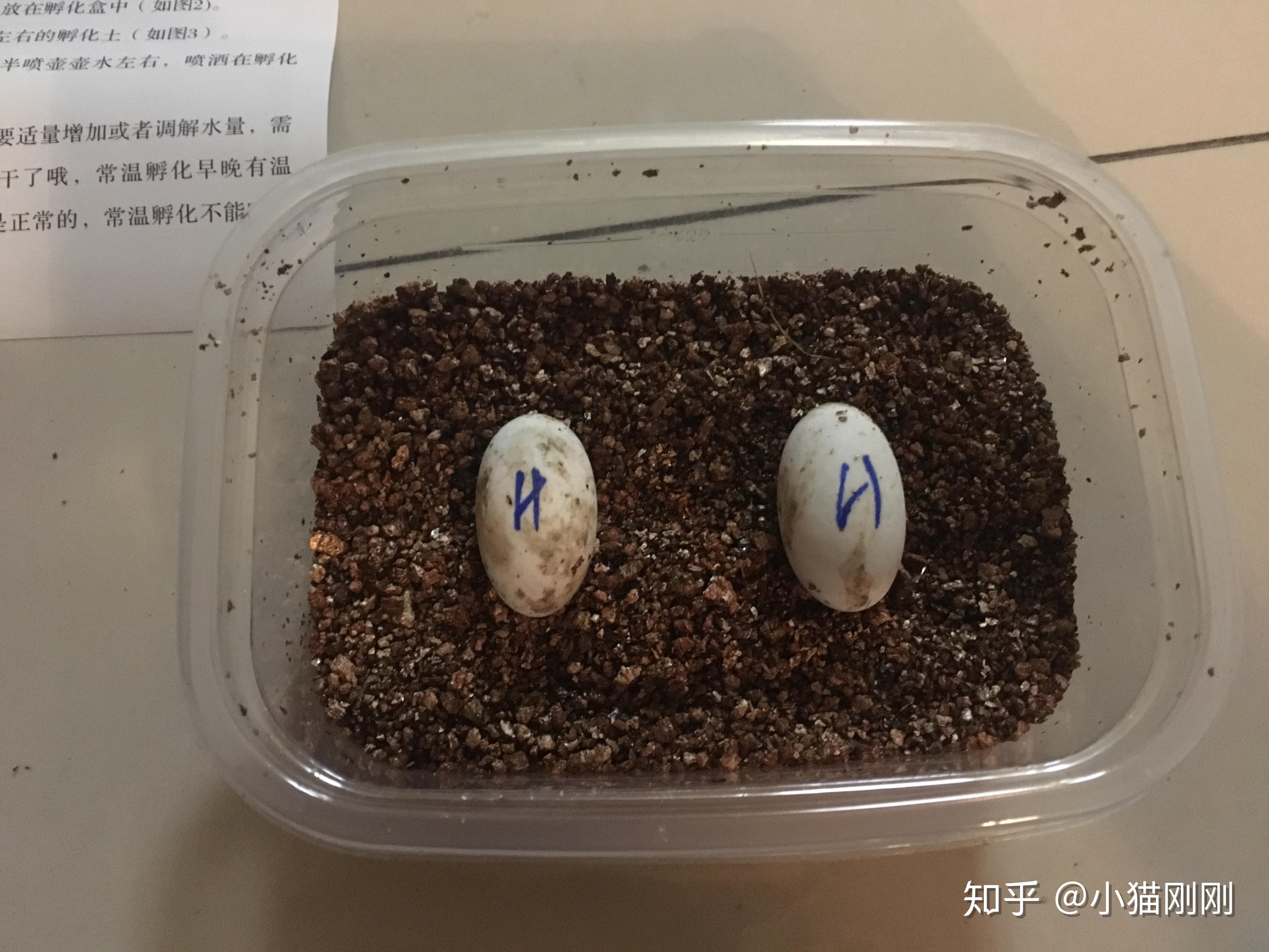 【乌龟】乌龟产卵一次一百枚蛋_哔哩哔哩_bilibili