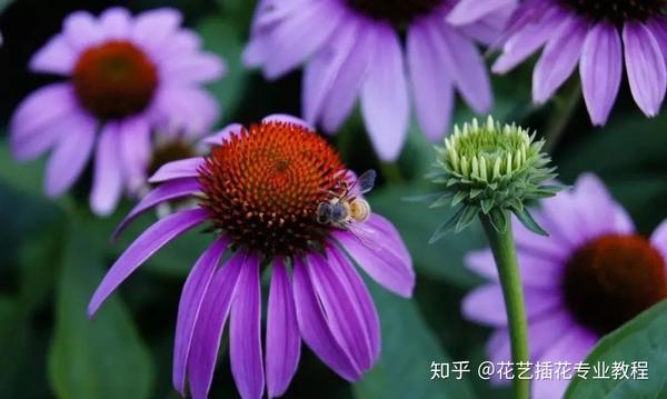 零基础学花艺 30种菊科植物介绍 知乎