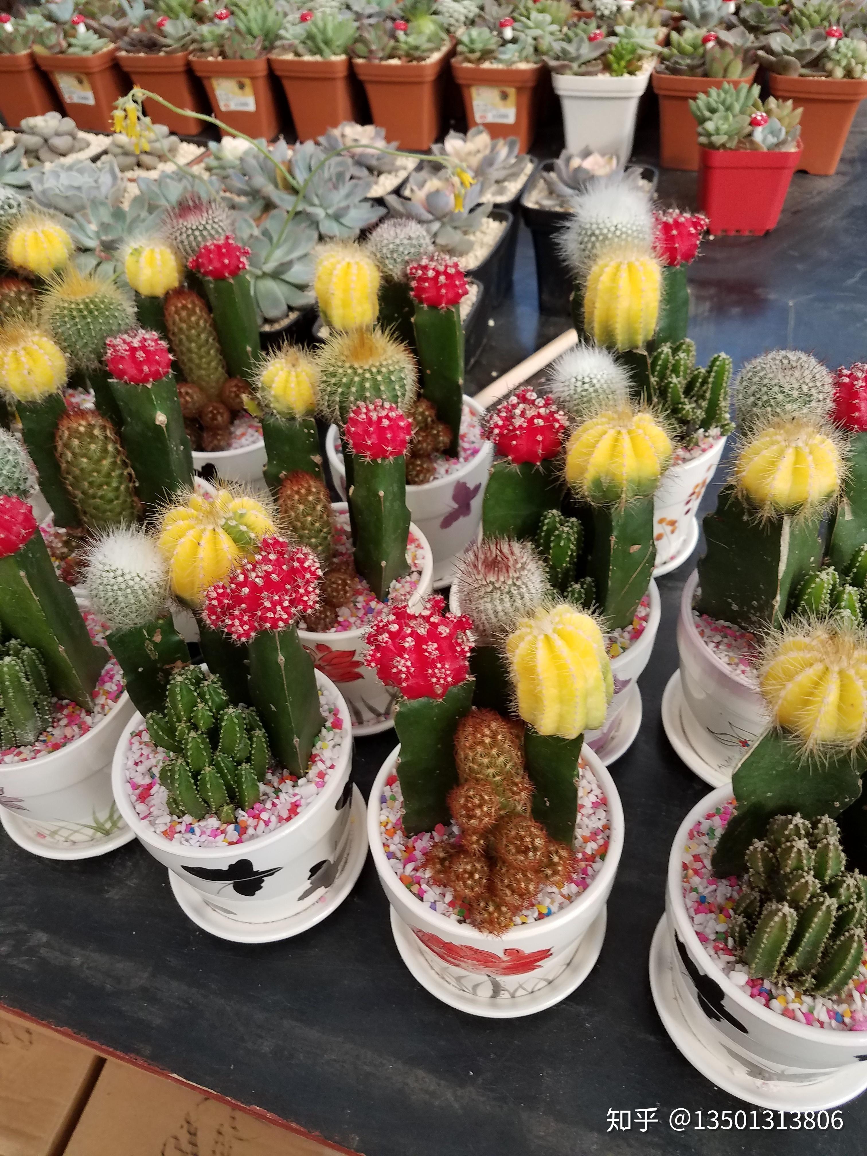 增加盆花,绿植和资材产品,相比之下,该市场的商户更加集中,产品种类更