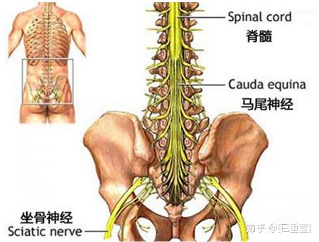 有哪些因素会导致马尾神经损伤