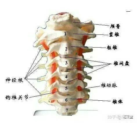 颈椎的钩椎关节位置图图片