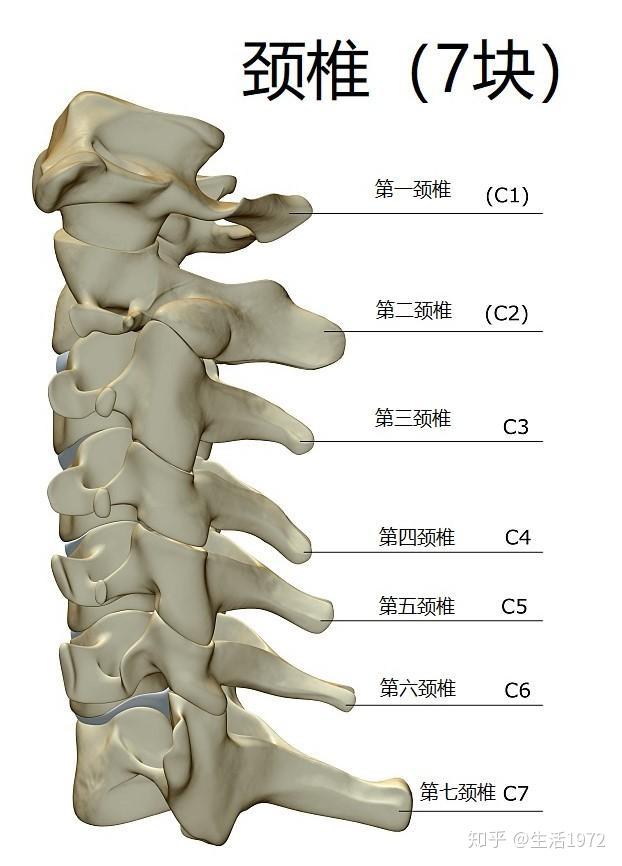 人体脊椎图 正常图片