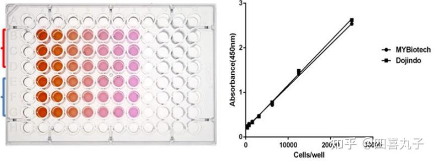 细胞增殖的研究方法有很多,主要包括:mtt,mts,cck8,edu等,其中edu检测