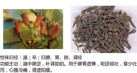 500余种中草药图  第186张