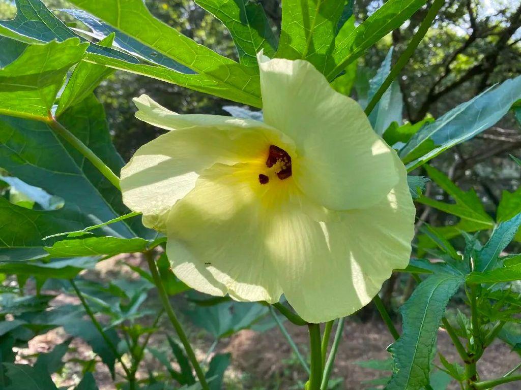 夹竹桃科羊角拗(strophanthus divaricatus)民间别名打破碗花或打破碗