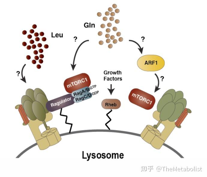 Cell Metabolism：肥胖的“谷”惑：抗氧化卫士变癌症帮凶- 知乎