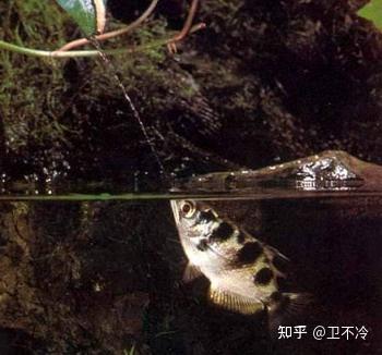 射水鱼喷射高速水柱打昆虫为食,绝不逊色于裘千尺的喷枣核钉神功