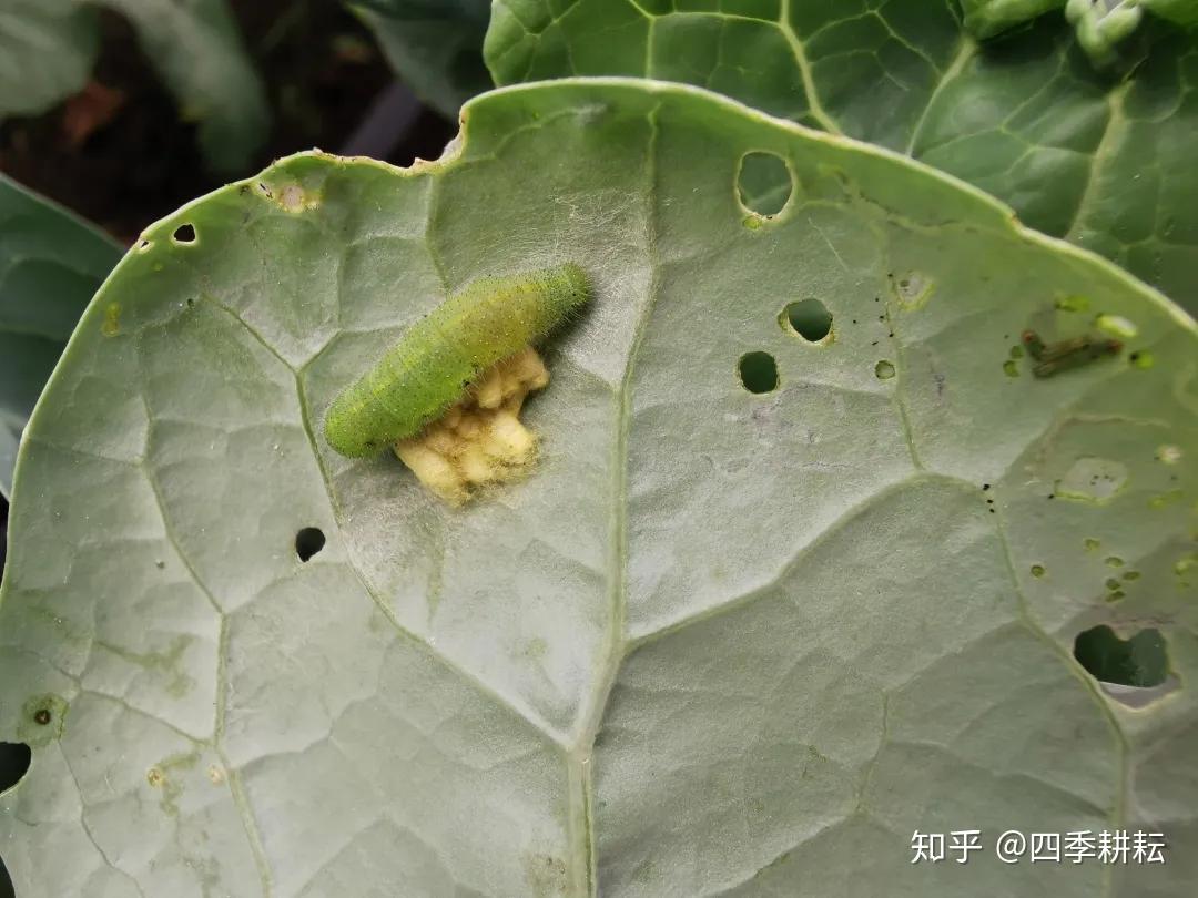 例如利用赤眼蜂,姬小蜂,繭蜂防治松毛蟲,斑潛蠅玉米