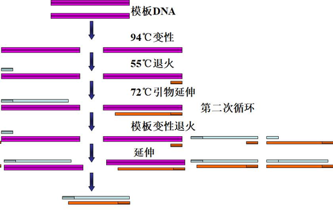 qPCR引物设计流程 - 知乎