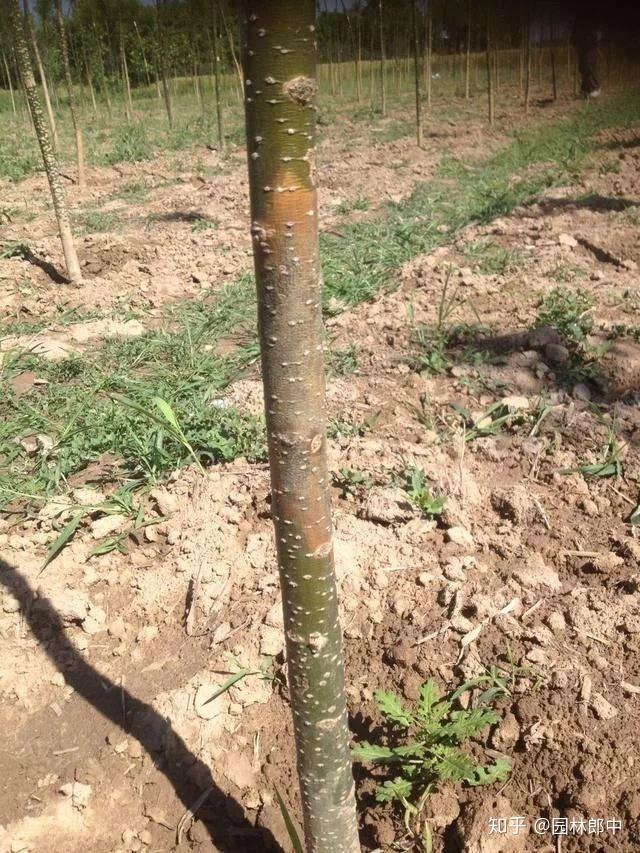 春天国槐干腐病进入高发期怎样才能合理有效地进行防治