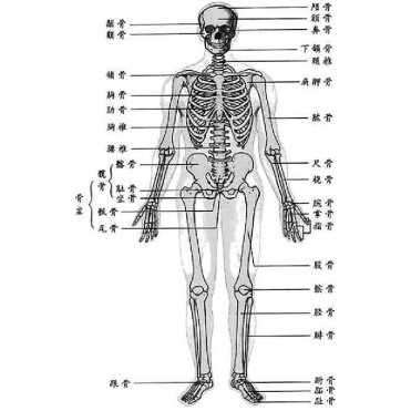 你不知道的人体骨骼详解 内容过于恐怖 请不要半夜蹲到坟地看 知乎