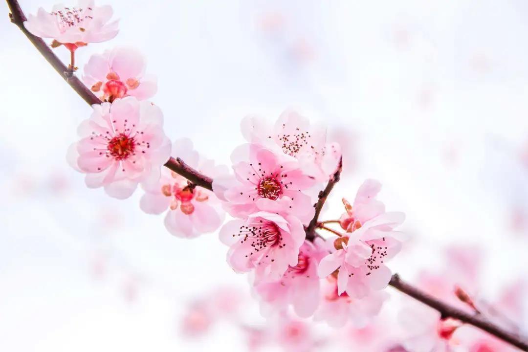 桃花酒制作方法 醉 美的你 宛若这壶桃花酒 知乎 桃花酒制作方法 醉 美的你 宛若这壶桃花酒 知乎