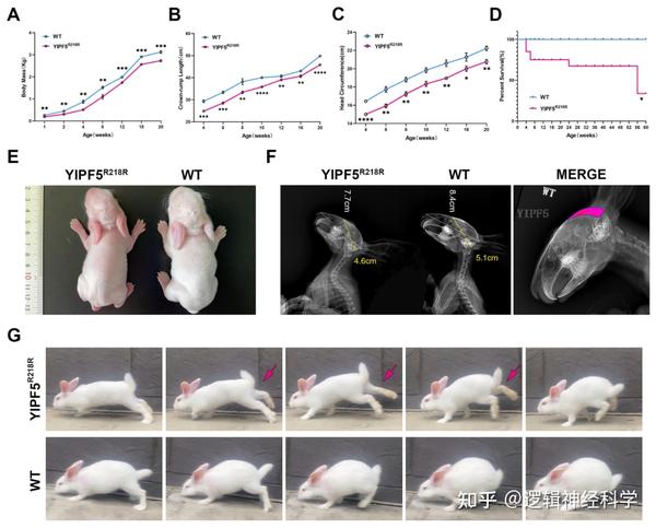 Neurobiol Dis | 吉林大学赖良学/李占军课题组揭示家兔YIPF5突变导致原发性小头畸形新机制 - 知乎