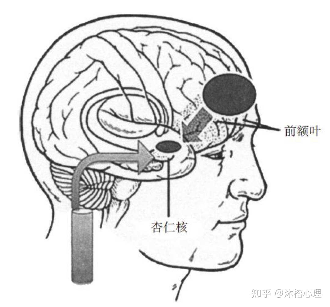 《身体从未忘记》笔记：逃生——生存的解剖学 - 知乎