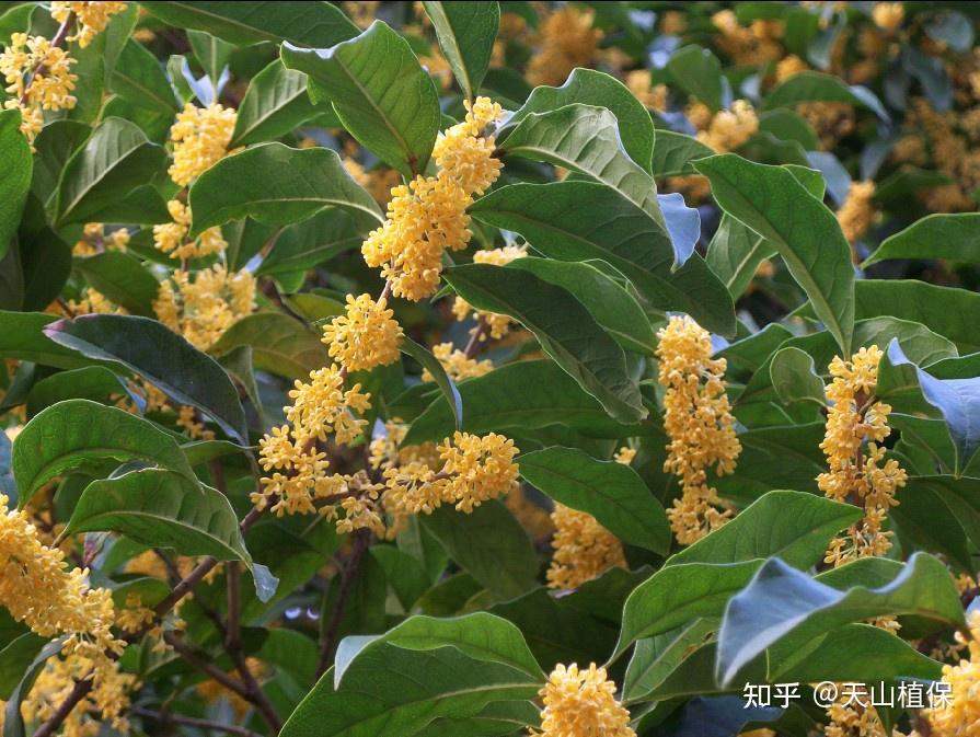桂花在什么季节开 - 知乎