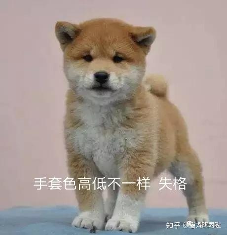 史上最全柴犬挑选攻略 知乎