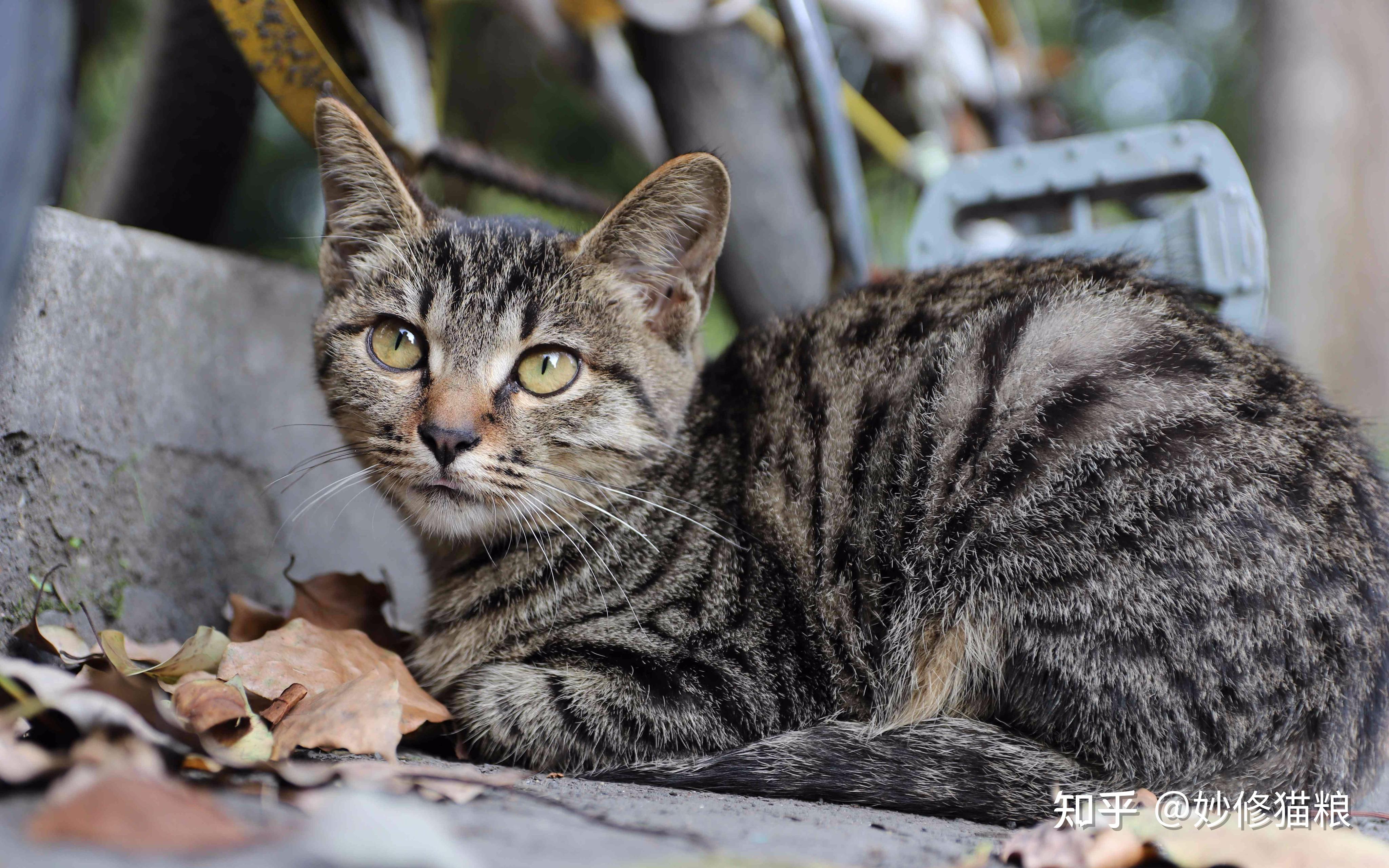 性格:有些凶悍,野性大,难驯服,调皮贪玩狸花猫是我国的本土猫咪,可能