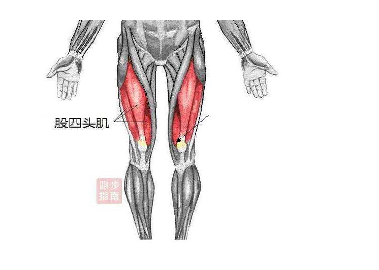 股四头肌肌腱疼如何做康复性训练