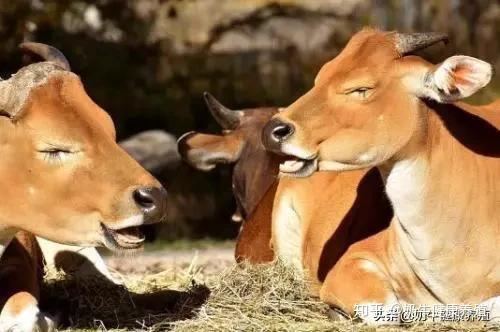 牛玩舌头真的只是缺微量元素吗