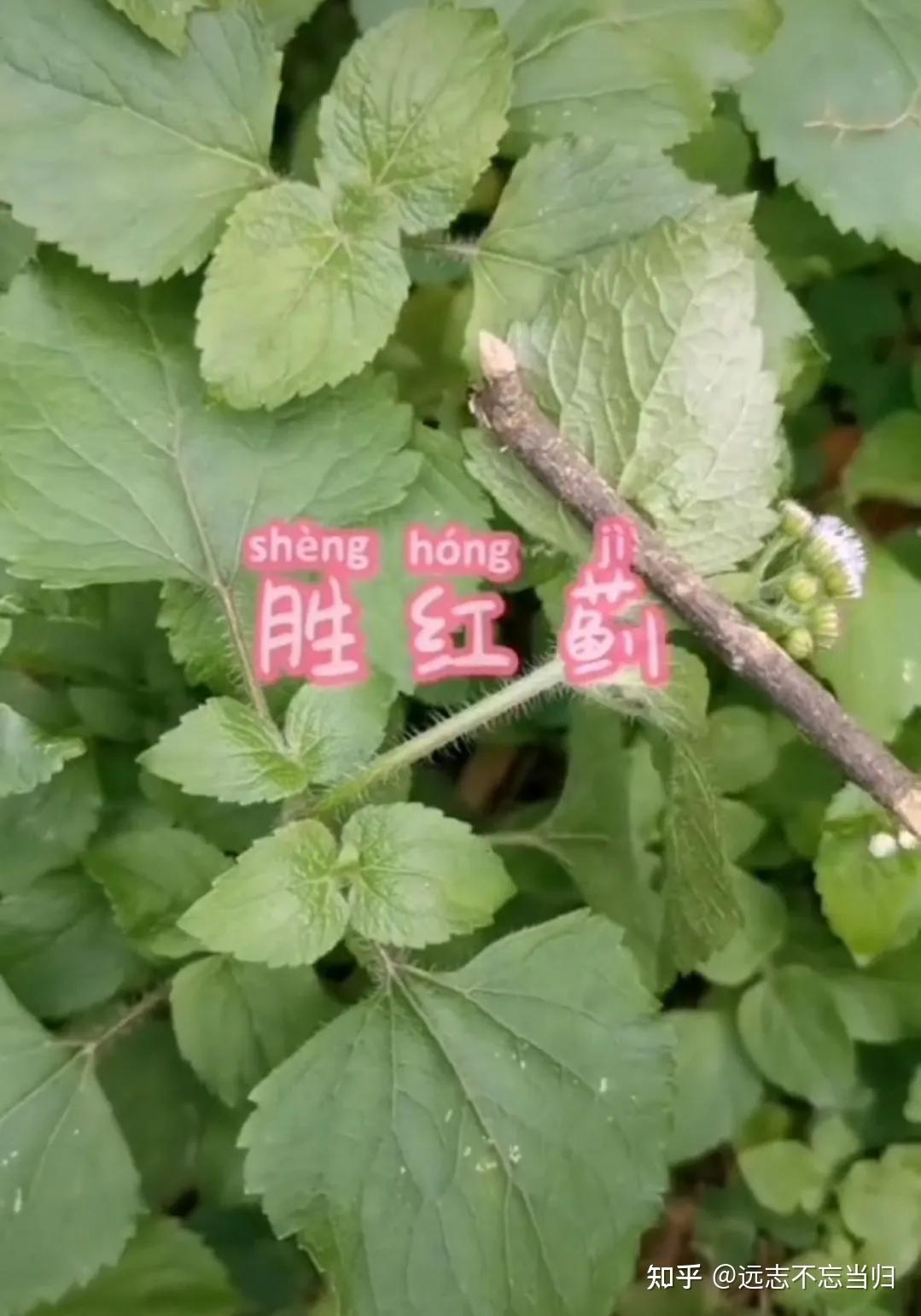 白花磨其草的功效图片