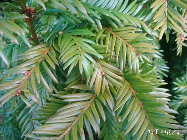 国宝级珍稀植物银杉、水杉、紫衫哪一种防癌? - 知乎