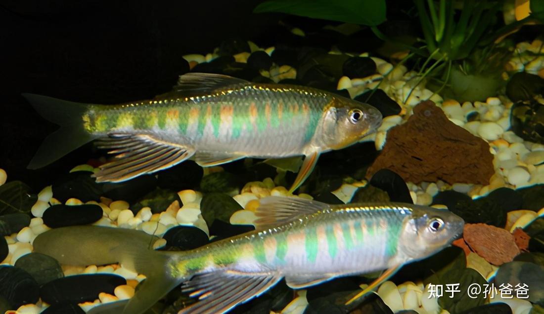 从0开始玩转路亚马口鱼钓鱼的装备很贵吗应该怎么选