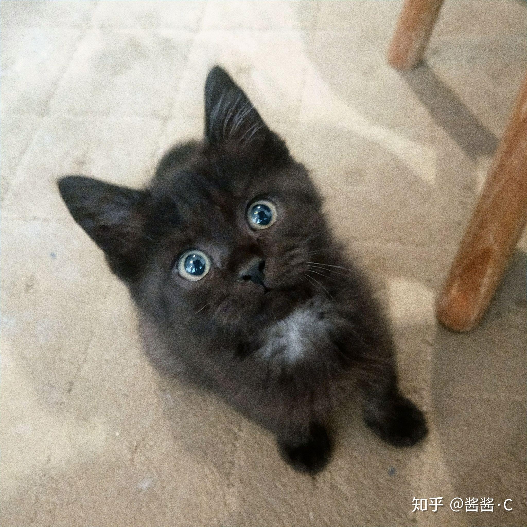 哪里有小猫咪出售 v2-f71e1e616ee99dba18a740b417db31db_r.jpg