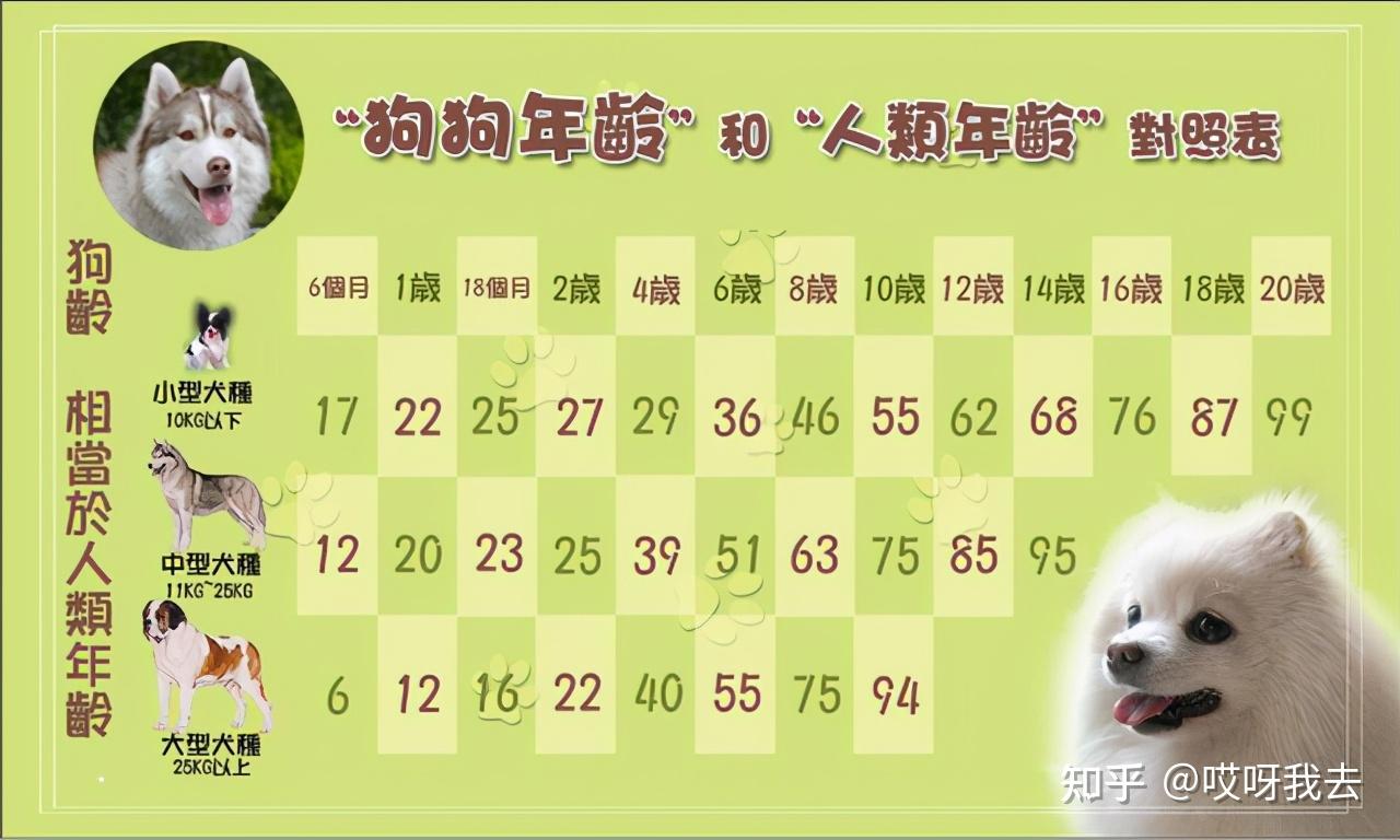 泰迪犬1岁=人类的7岁?附上最新的年龄换算表!