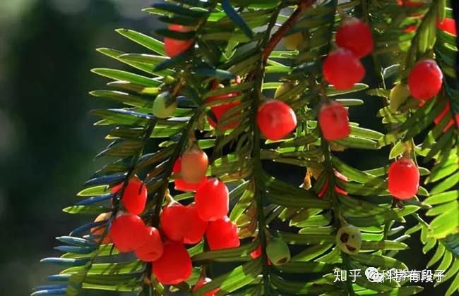 "回答者 科学家谢顿有一类气生植物,它们不需要土壤,通常附着在其它