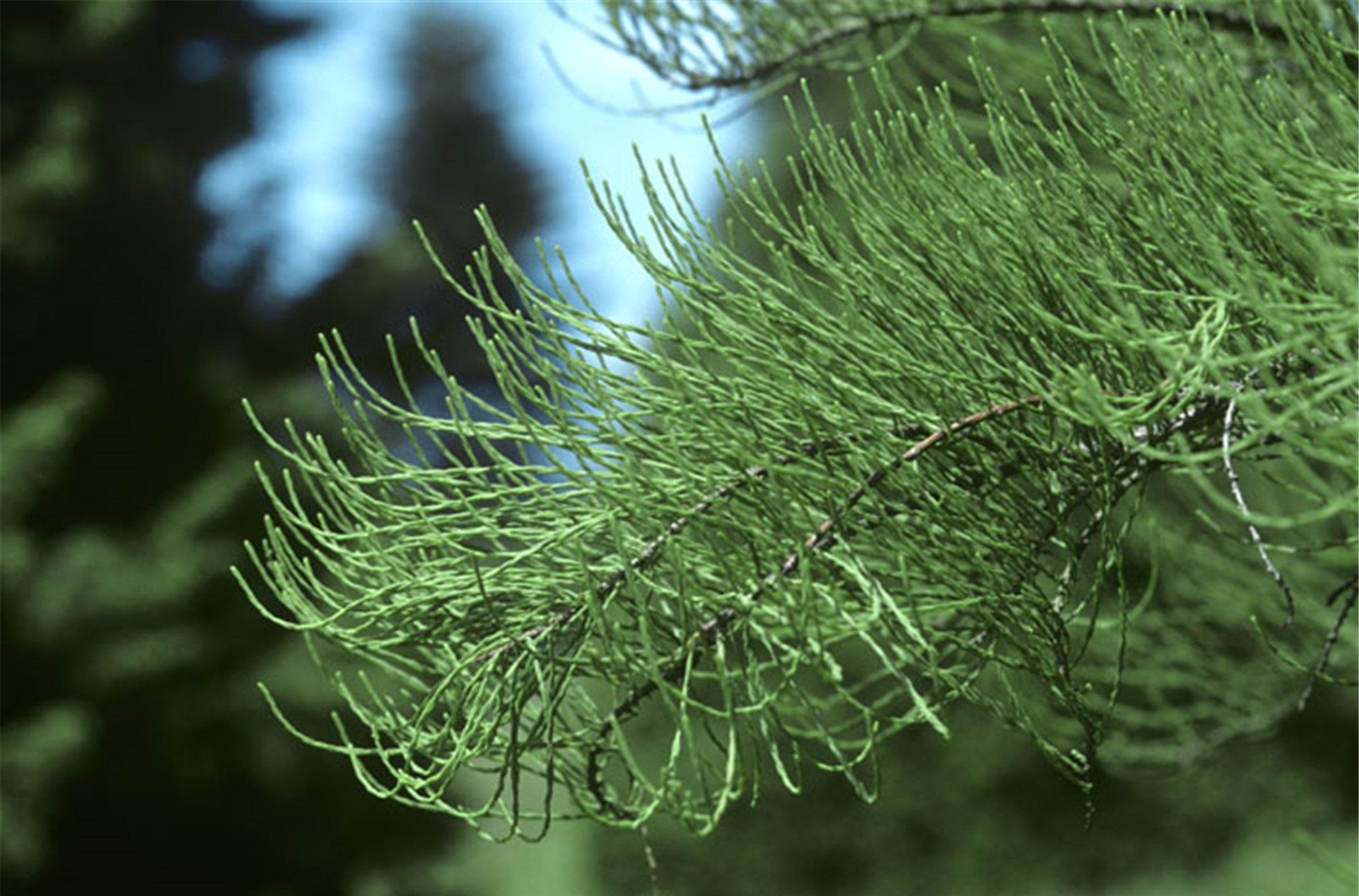 嵩山有云水雾松柏