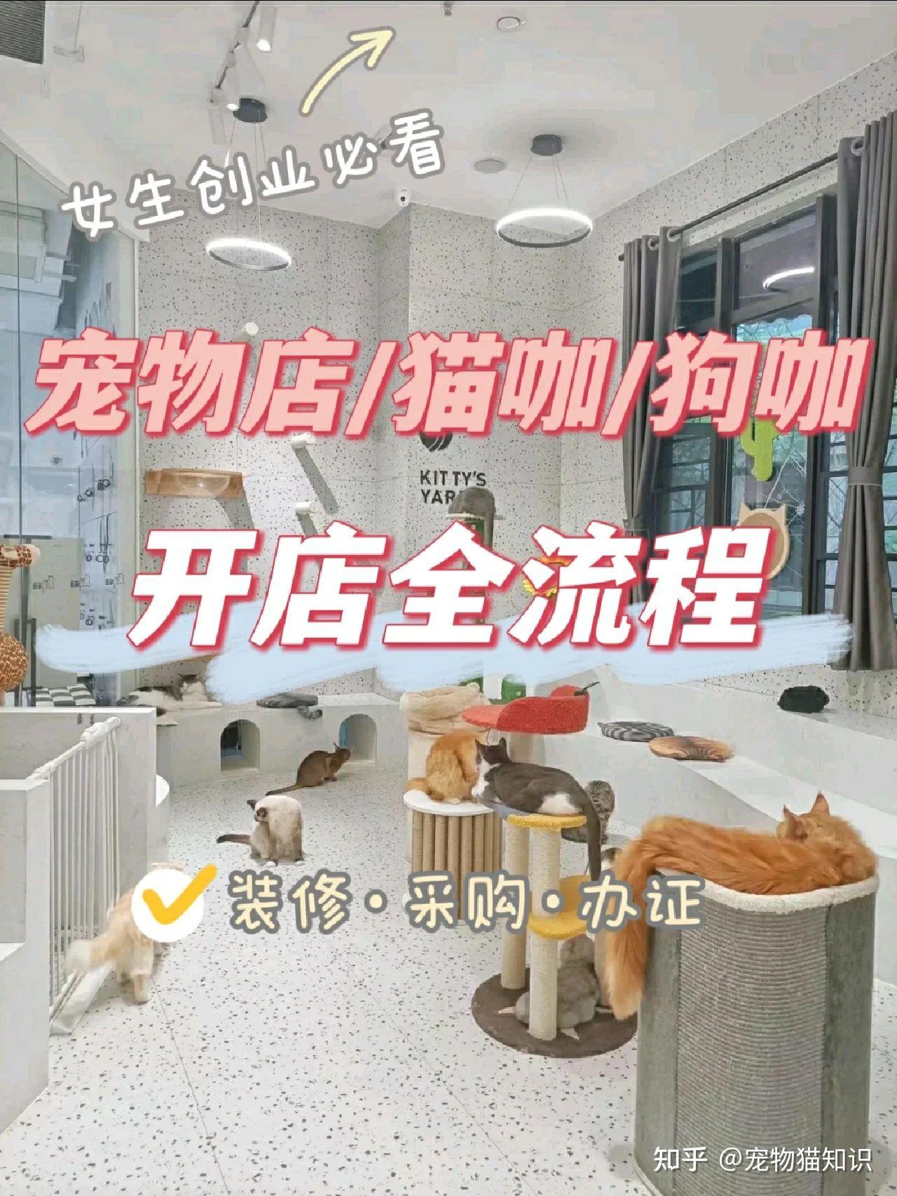 女生创业必看|宠物店猫咖狗咖开店全流程 - 知乎