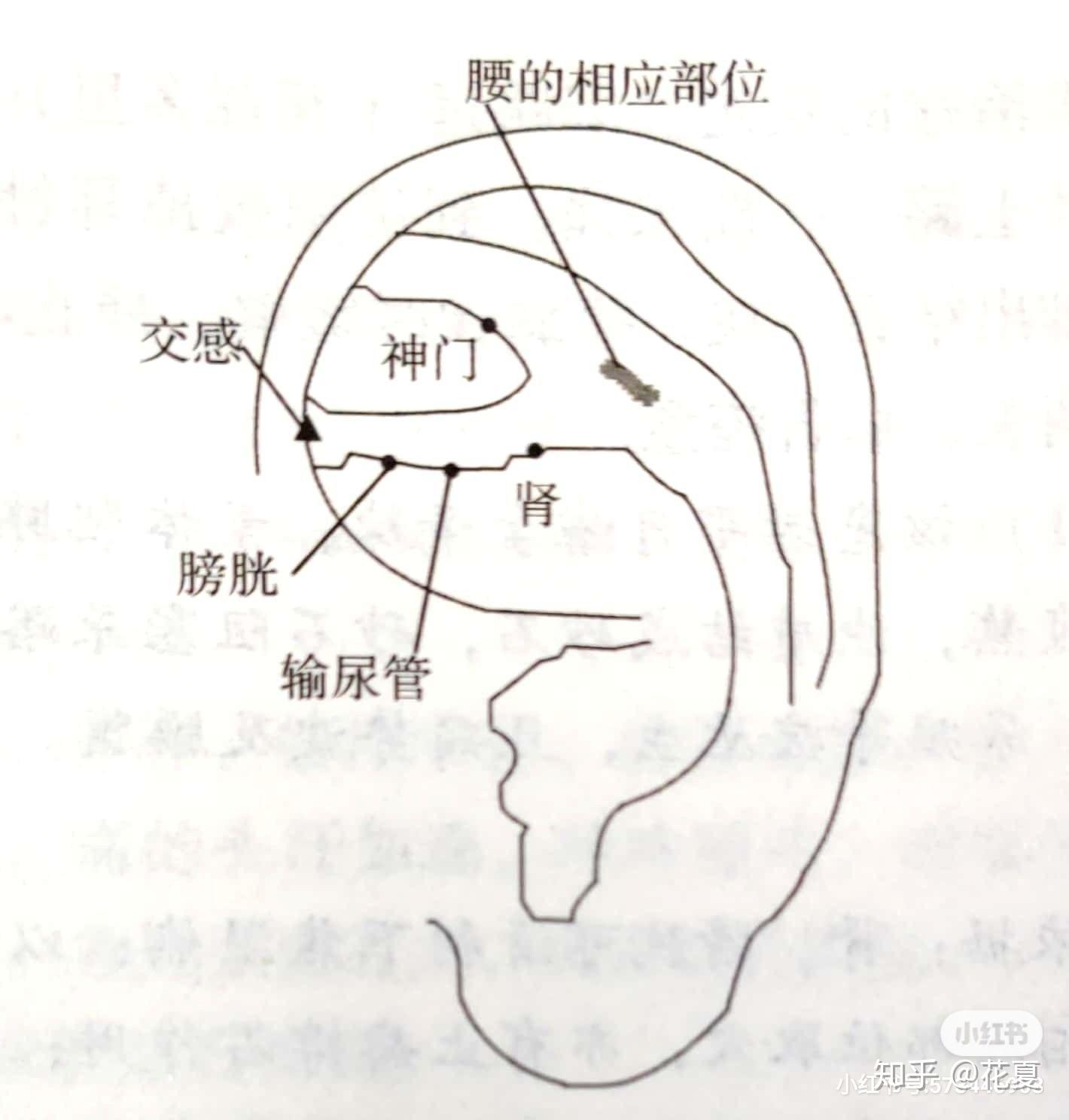 耳朵上的肾的位置图图片