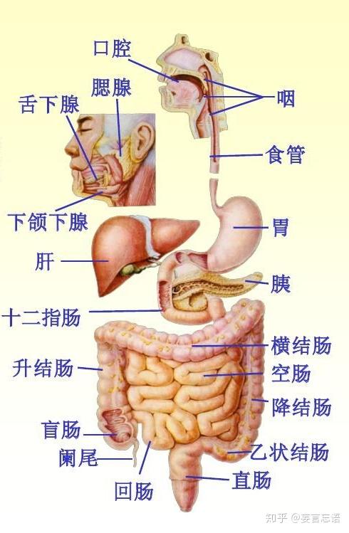 消化系统由消化道和消化腺两部分组成